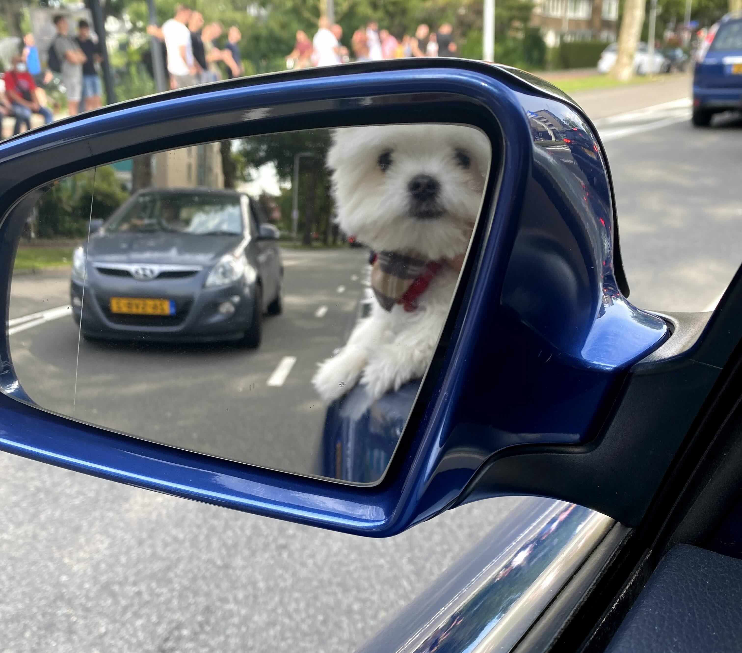 Hond mee op vakantie? 10 tips voor een onbezorgde reis + checklist